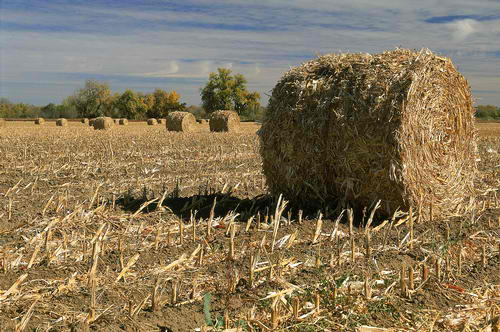 agricultural waste - biomass energy examples