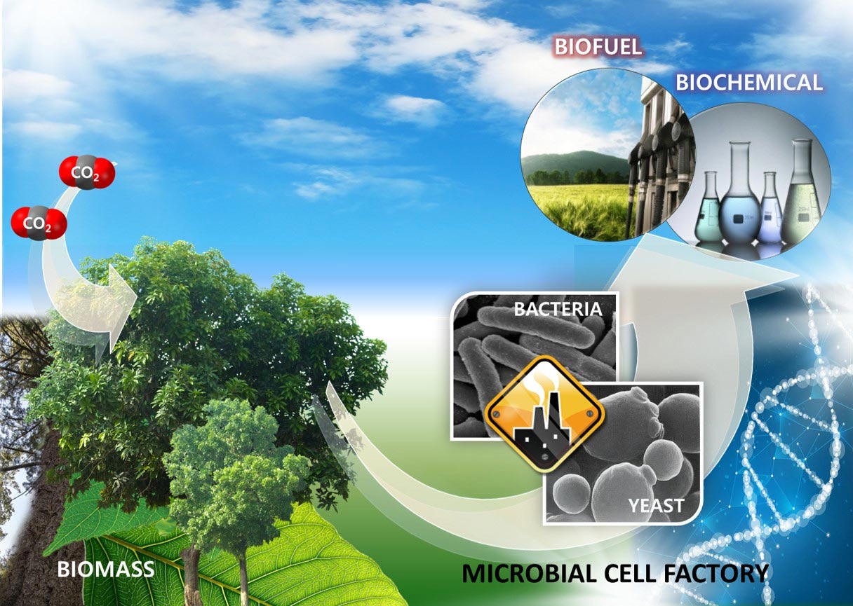 How is biofuel made 