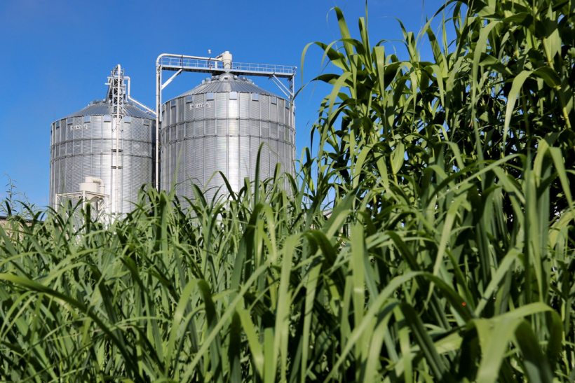 Biomass Resources why is biomass considered a renewable resource?