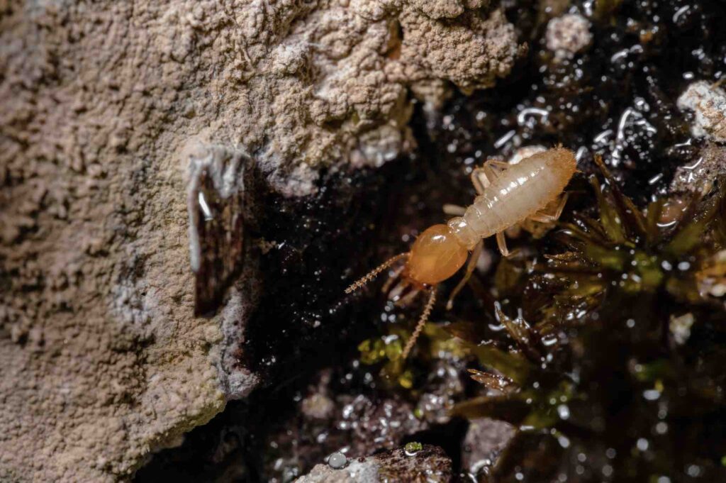 Pest and Termite Control: Signs of Infestation and How to Act Fast 2 n infestation